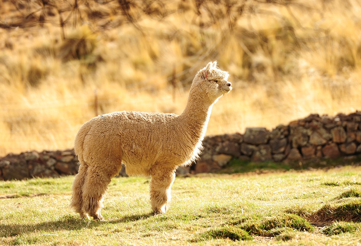 7 Reasons to Love Alpaca Wool - Sol Alpaca US