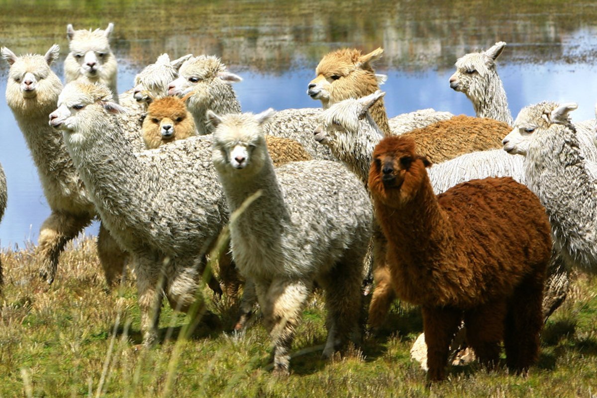 The history of Alpacas